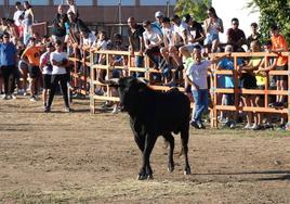 El toro del cajón centra la atención juvenil en Villoruela