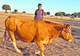 Alberto, junto a la vaca madre del ternero al que mataron los buitres.