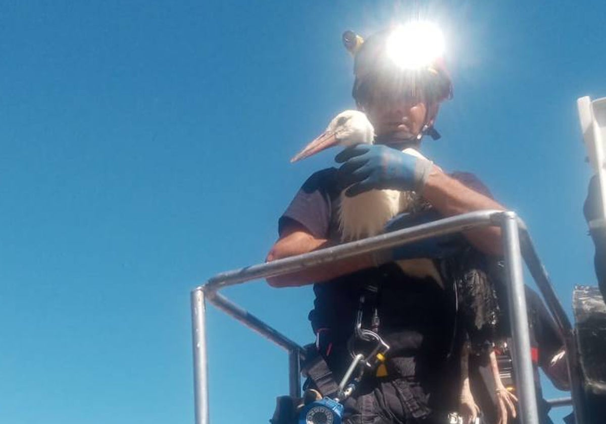 Rescatada una cigüeña atrapada en un campanario durante varios días en Cantaracillo