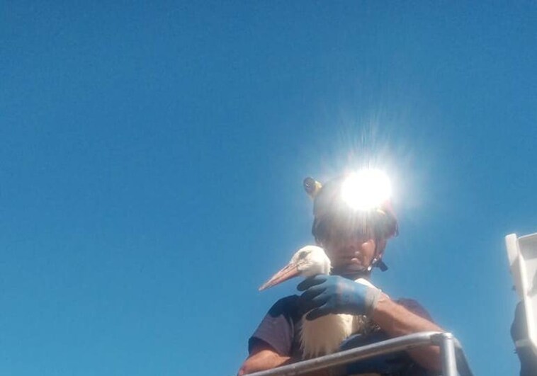 Rescatada una cigüeña atrapada en un campanario durante varios días en Cantaracillo
