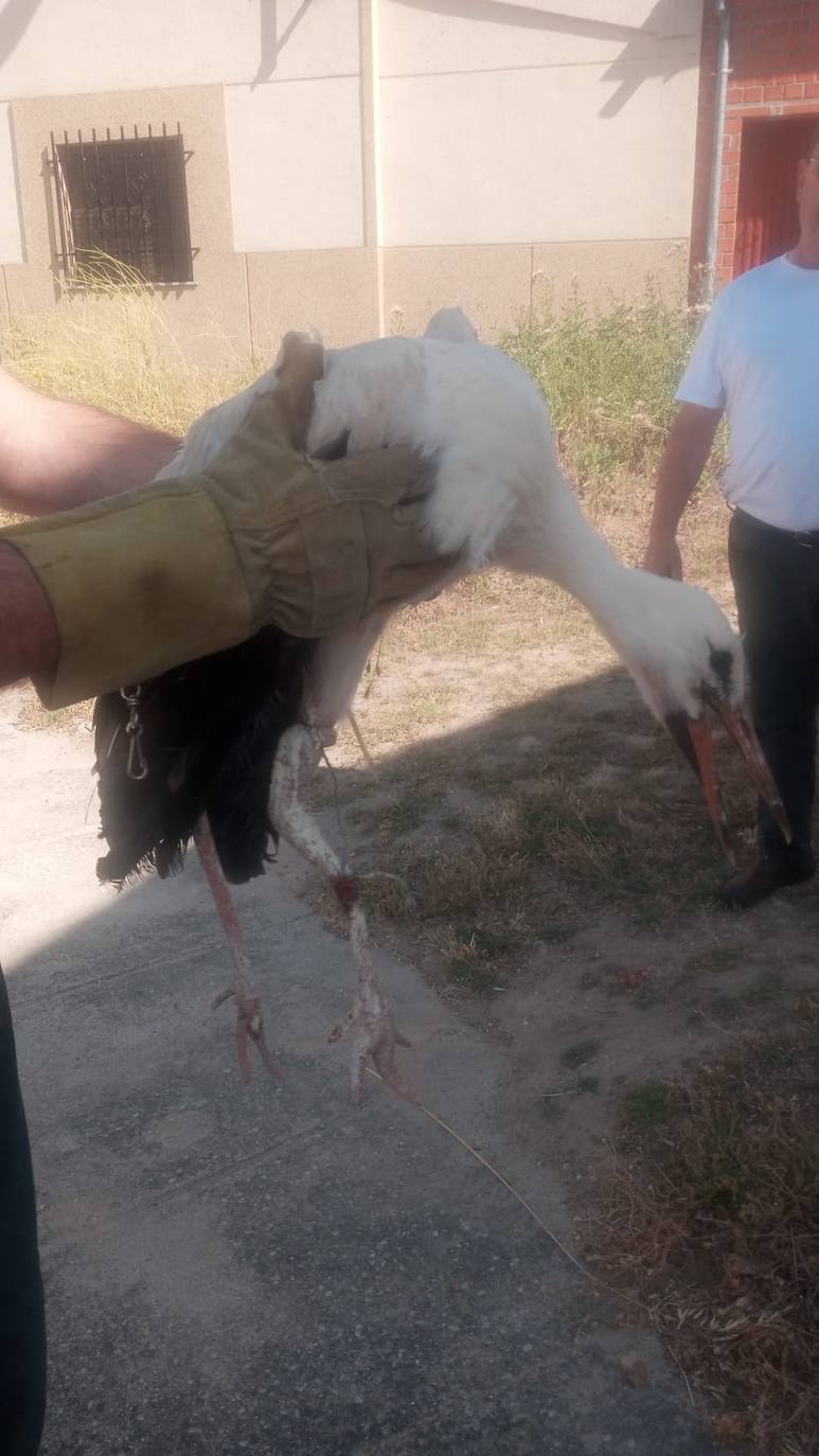 Rescatada una cigüeña atrapada en un campanario durante varios días en Cantaracillo