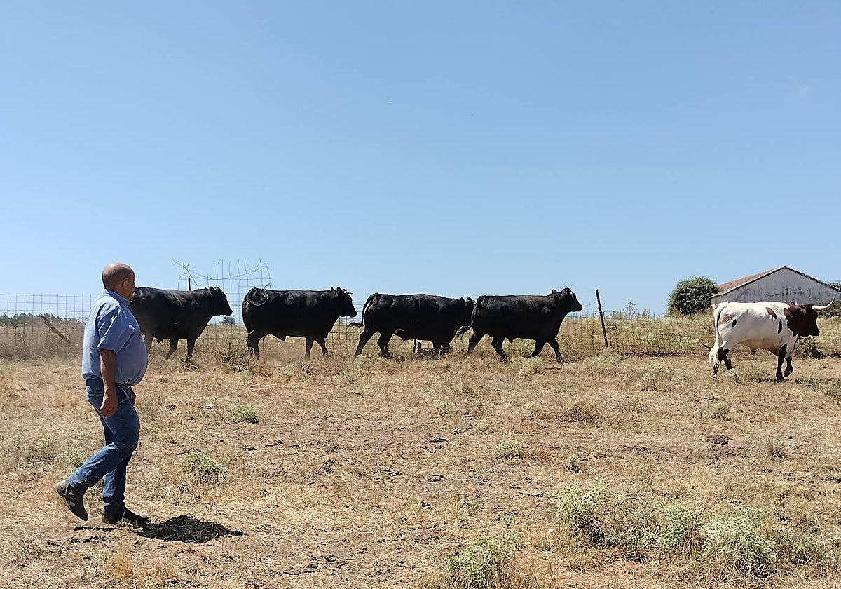 José Crego, en su explotación de Endrinal con algunos de los ejemplares que está cebando ahora.
