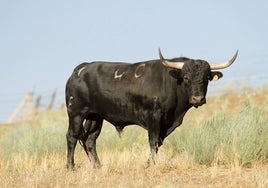 VI toro del cajón de la Asociación Cultural Taurina Povedana criado en la 'Morquera' de José Carlos González 'Cañero'