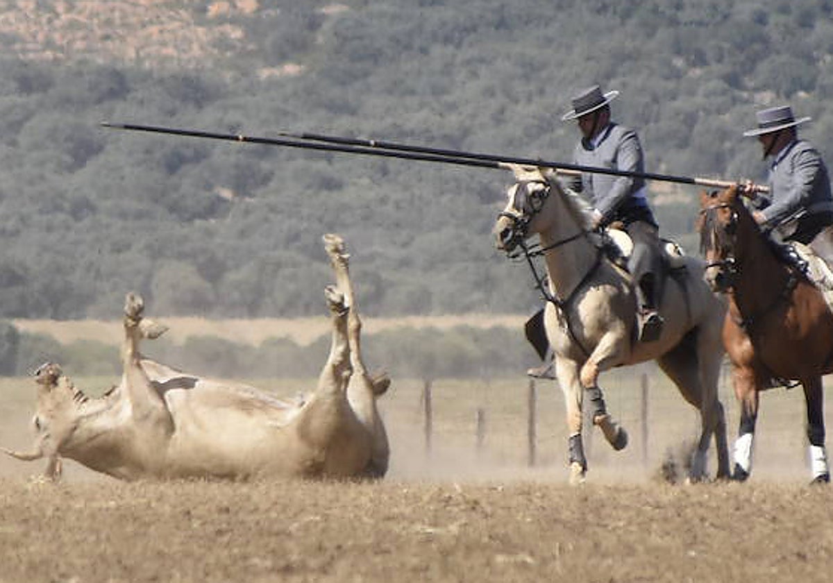 Una de las colleras participantes en el XL Campeonato Nacional de Ciudad Rodrigo