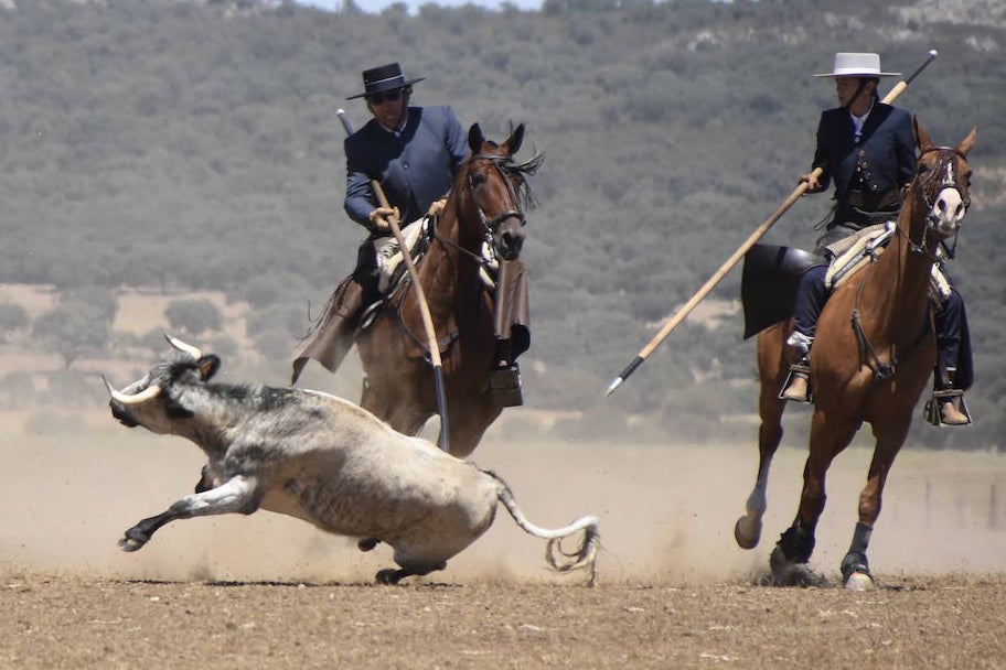 El Nacional de Faenas y Doma de Campo de Ciudad Rodrigo se marcha a Castilla La Mancha