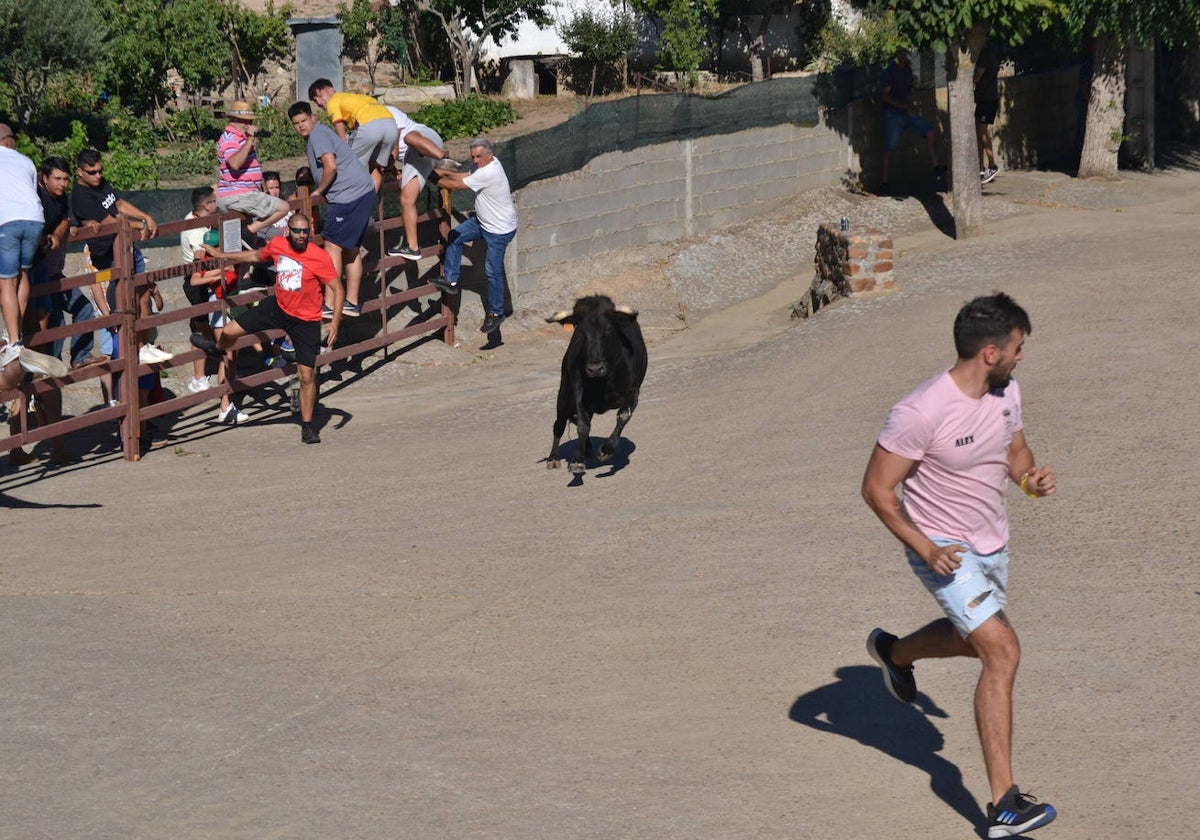 Emocionante encierro y capea en las fiestas de Saelices