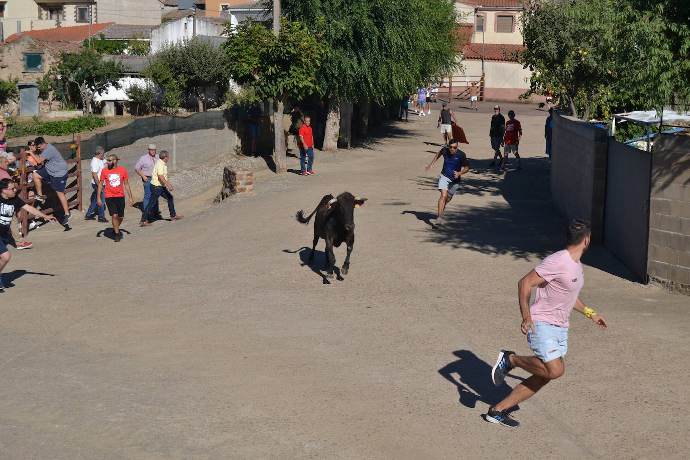 Emocionante encierro y capea en las fiestas de Saelices