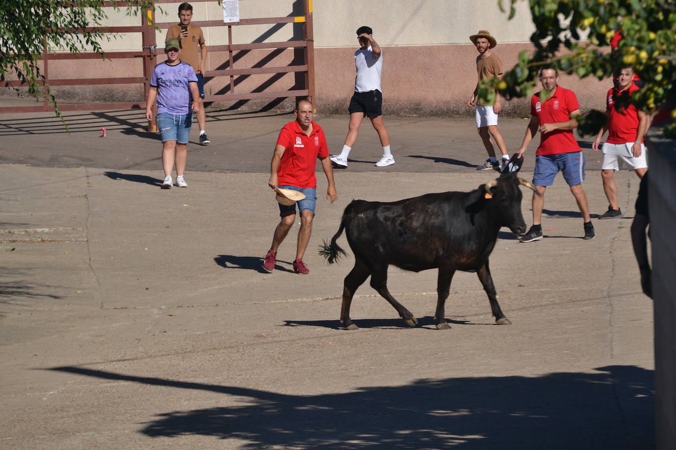 Emocionante encierro y capea en las fiestas de Saelices