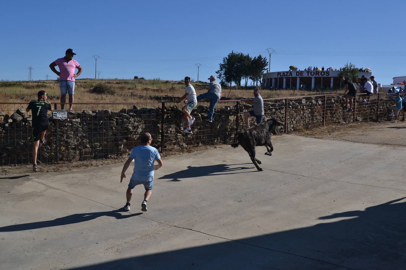 Emocionante encierro y capea en las fiestas de Saelices