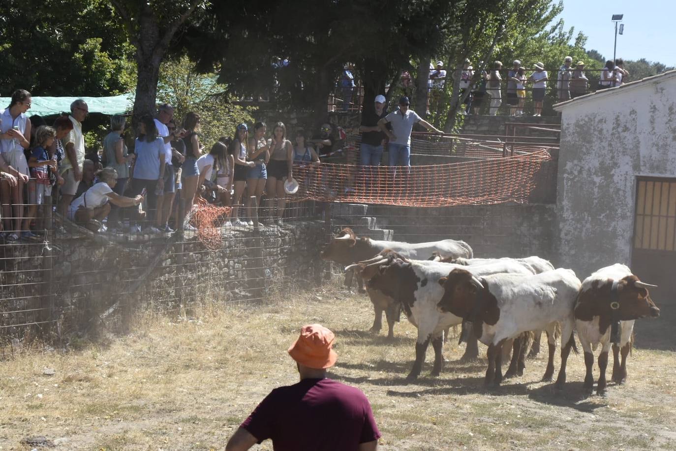 Caótico y largo encierro con caballos en Navasfrías