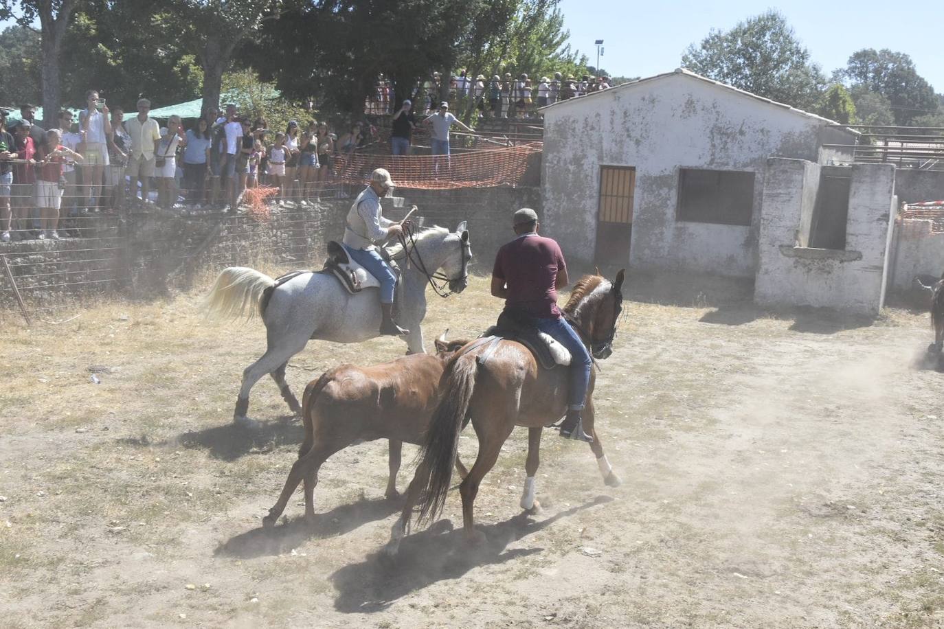 Caótico y largo encierro con caballos en Navasfrías