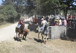 Dos caballistas llevan a una de las eralas del encierro de Navasfrías hacia la plaza