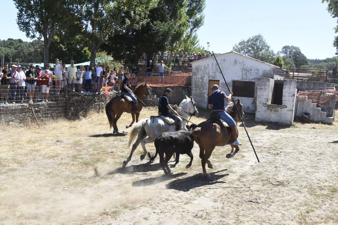 Caótico y largo encierro con caballos en Navasfrías