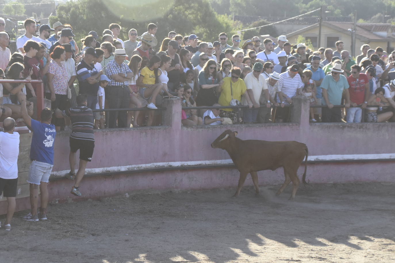 Vaquillas y caballos al galope bajo el sol de La Raya