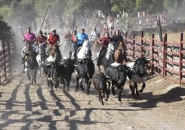 Los caballistas llevando hacia la plaza de toros de Fuentes de Oñoro la parada de bueyes con una de las vaquillas