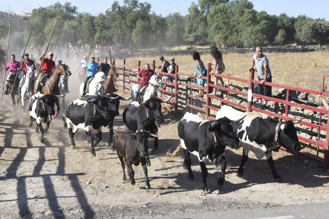 Vaquillas y caballos al galope bajo el sol de La Raya