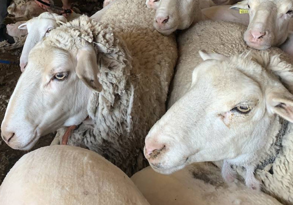 La pesadilla de un ganadero con la ola de calor: «Las ovejas solo las puedes mover si vas cara al viento»