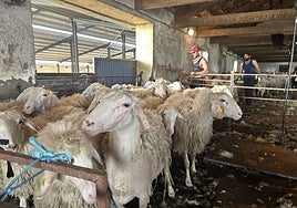 Ovejas encerradas para ser esquiladas.