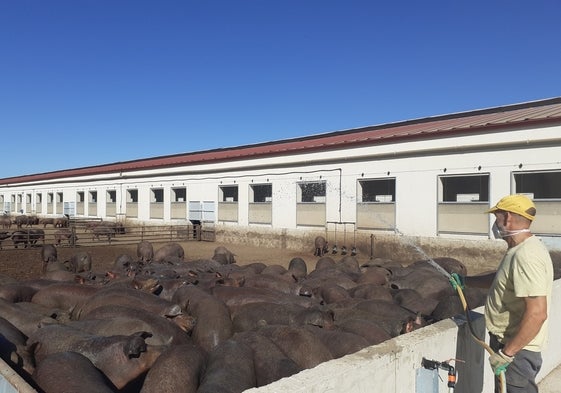 Cebaderos ICPOR Soria: comprometidos con el bienestar animal todo el año