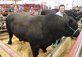 Toros angus en la pasada feria Salamaq.