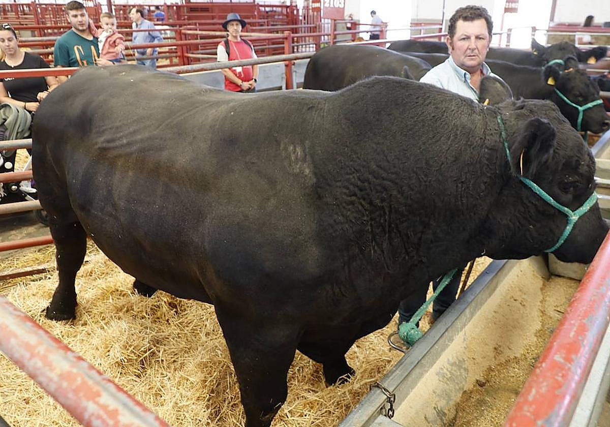 Toros angus en la pasada feria Salamaq.