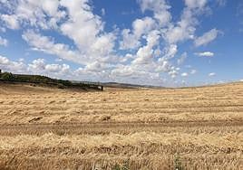 Paja extendida en una parcela.