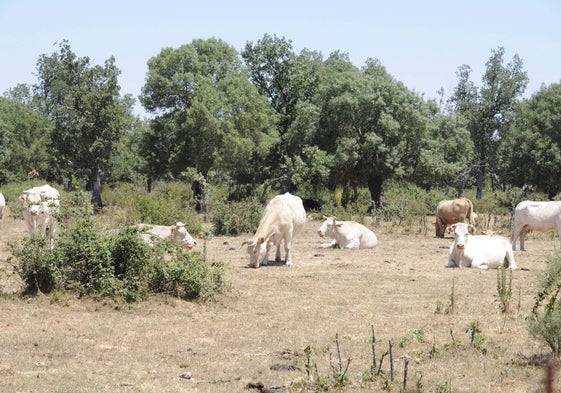 Vacas en el campo.