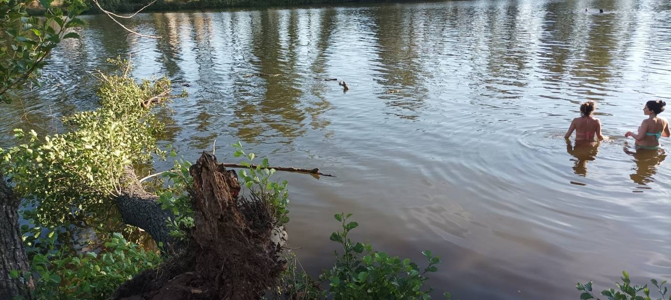 Susto por la caída de un chopo cerca de los bañistas en Ciudad Rodrigo