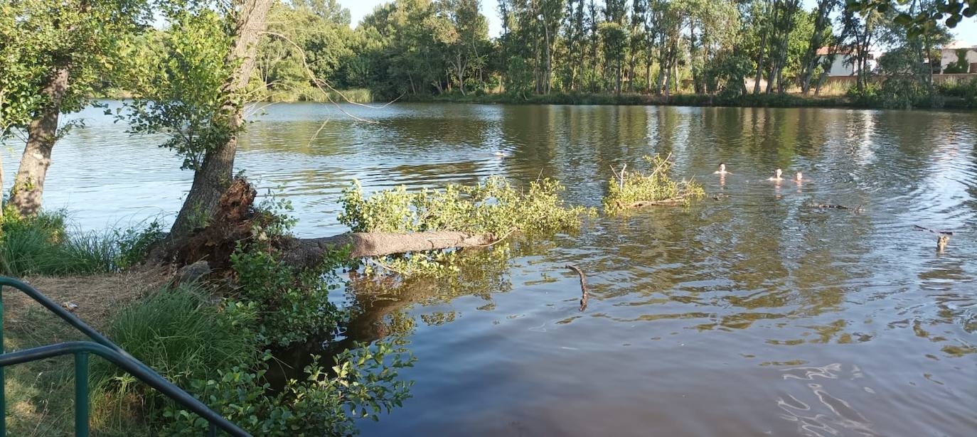 Susto por la caída de un chopo cerca de los bañistas en Ciudad Rodrigo