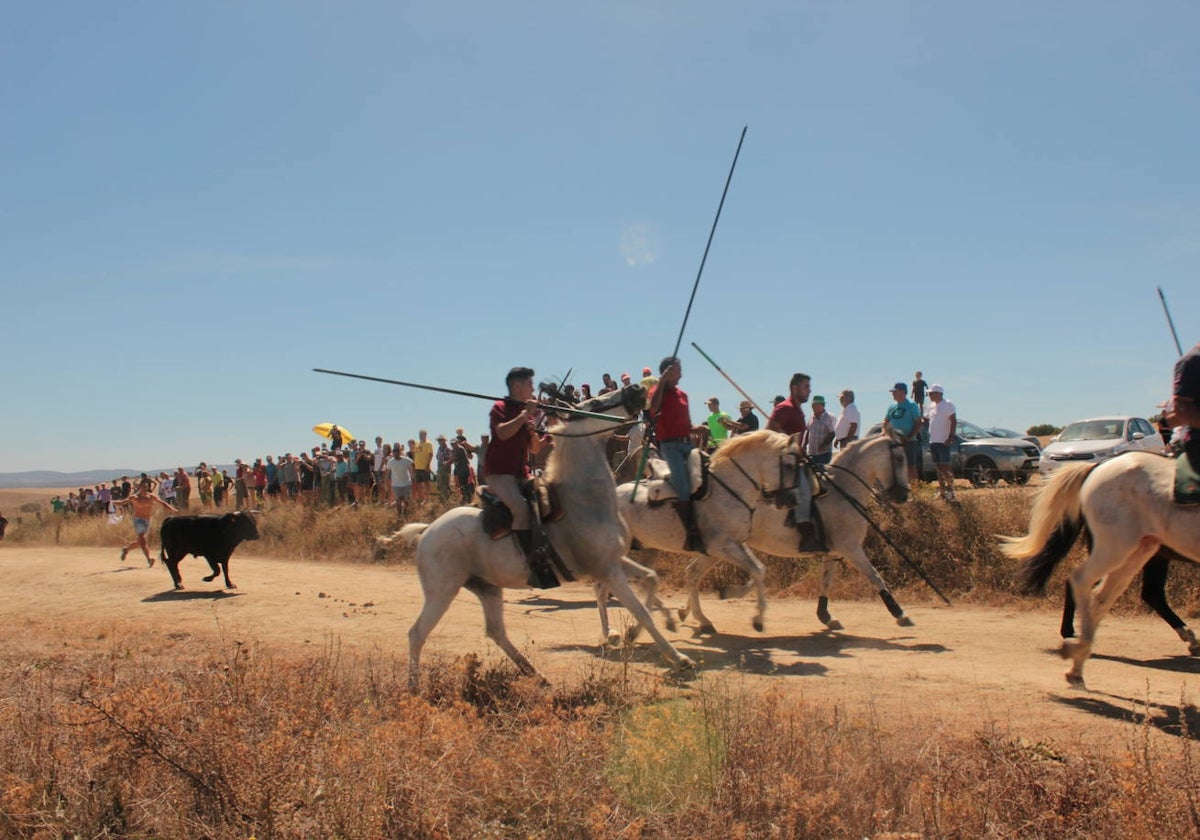 Los novillos se rebelan en Villar de la Yegua