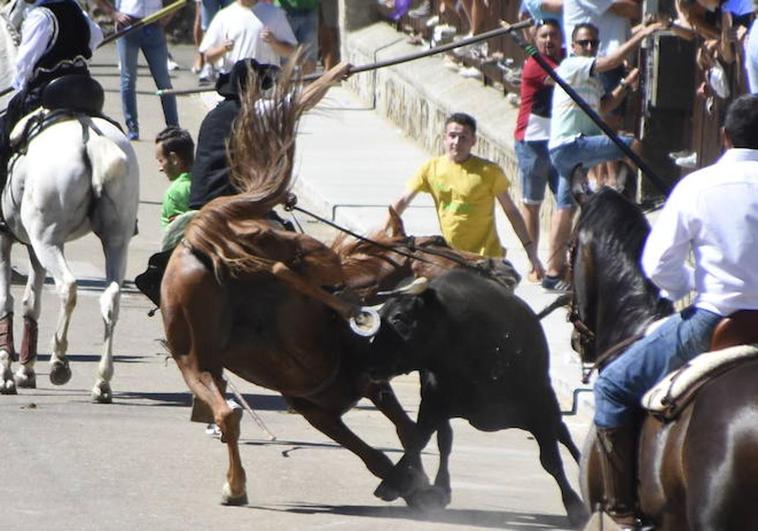 Susto en Fuenteguinaldo: un toro coge a un caballo en pleno encierro