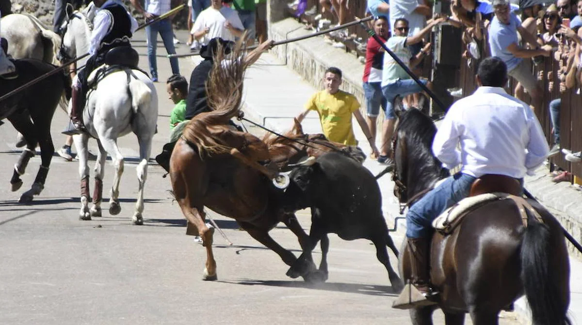 Susto en Fuenteguinaldo: un toro coge a un caballo en pleno encierro