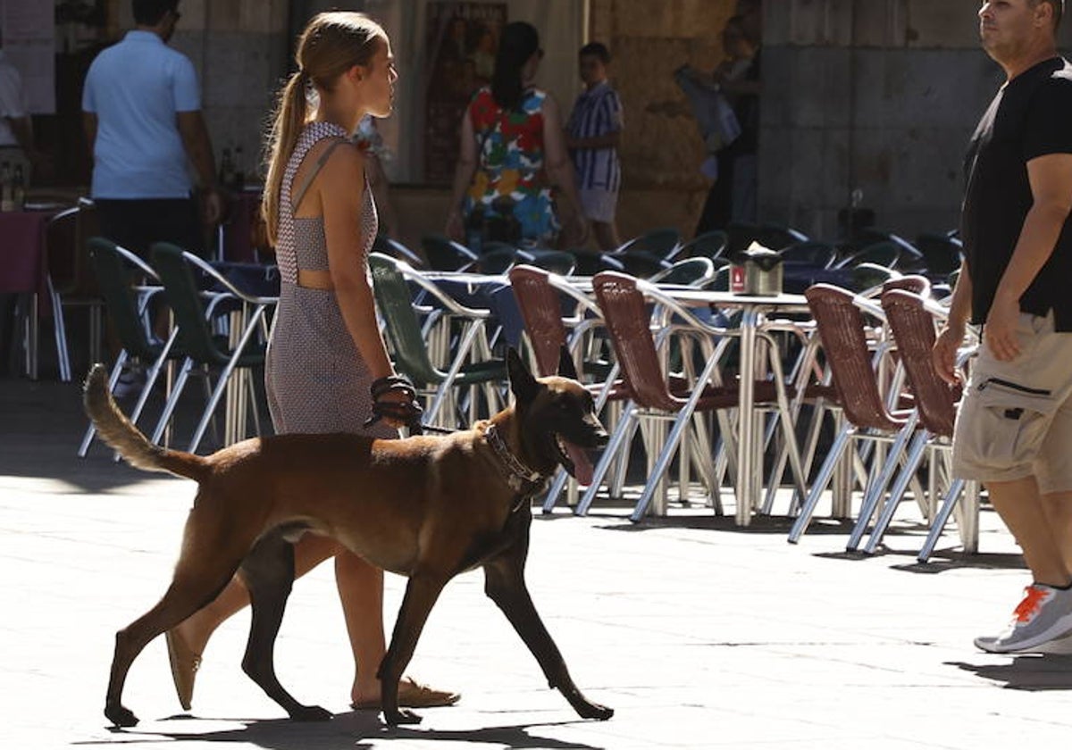 Una joven pasea con un perro por la Plaza Mayor.