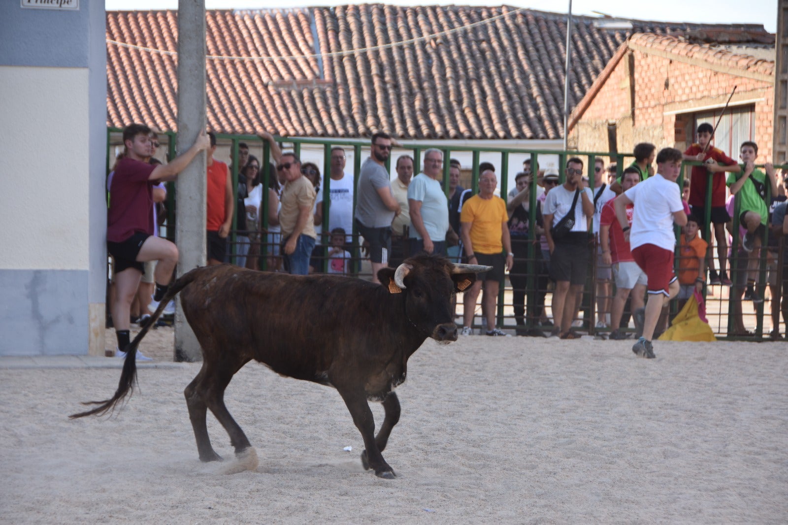 Aldeanueva vive sus festejos taurinos al estilo tradicional