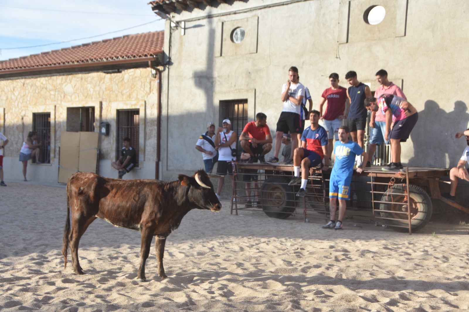 Aldeanueva vive sus festejos taurinos al estilo tradicional