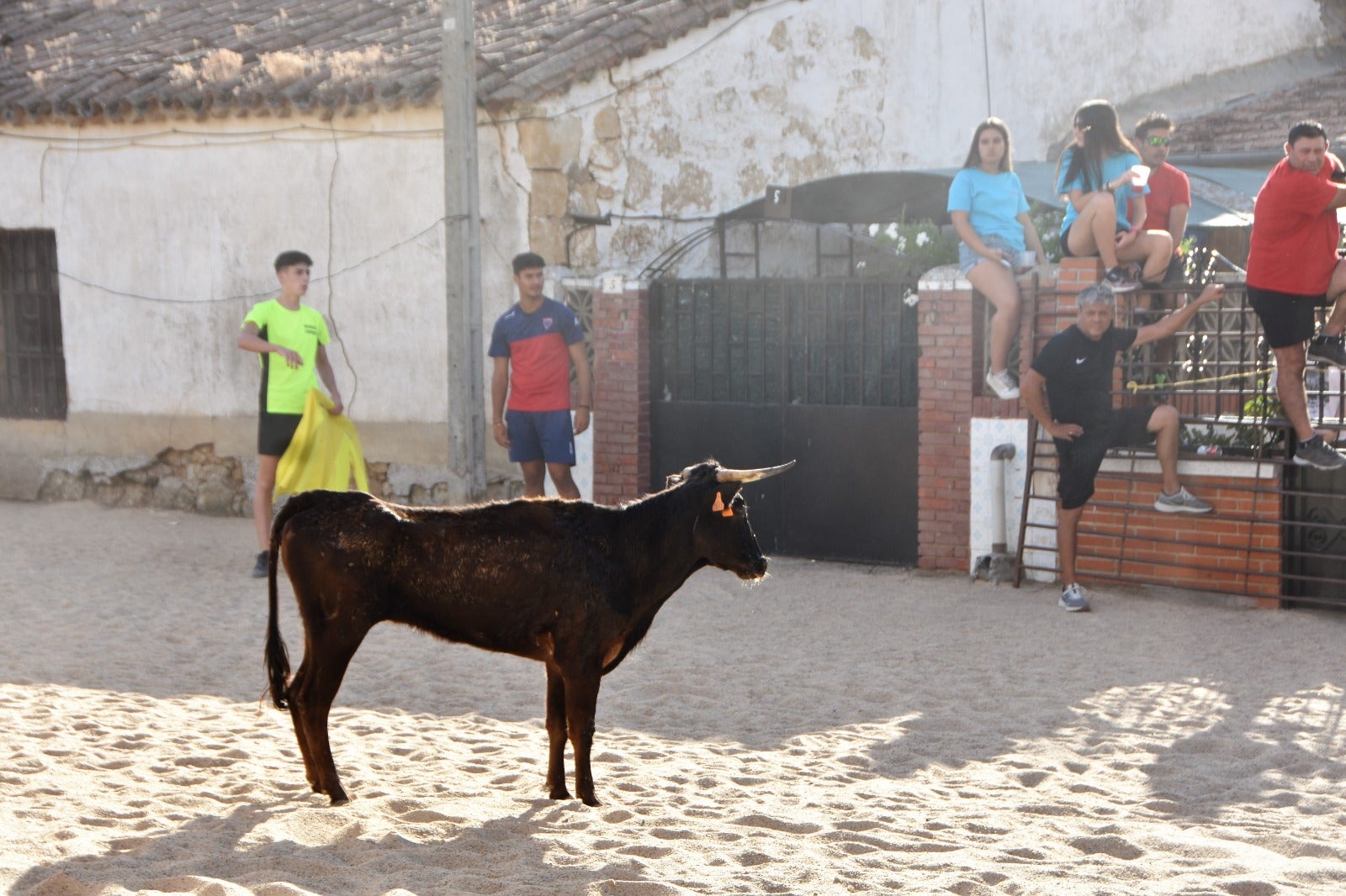 Aldeanueva vive sus festejos taurinos al estilo tradicional