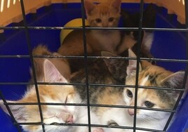 Animales preparados para la adopción en el centro municipal