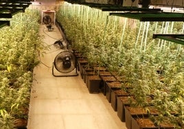 Vista de la plantación de marihuana 'indoor' desmantelada en La Rad.