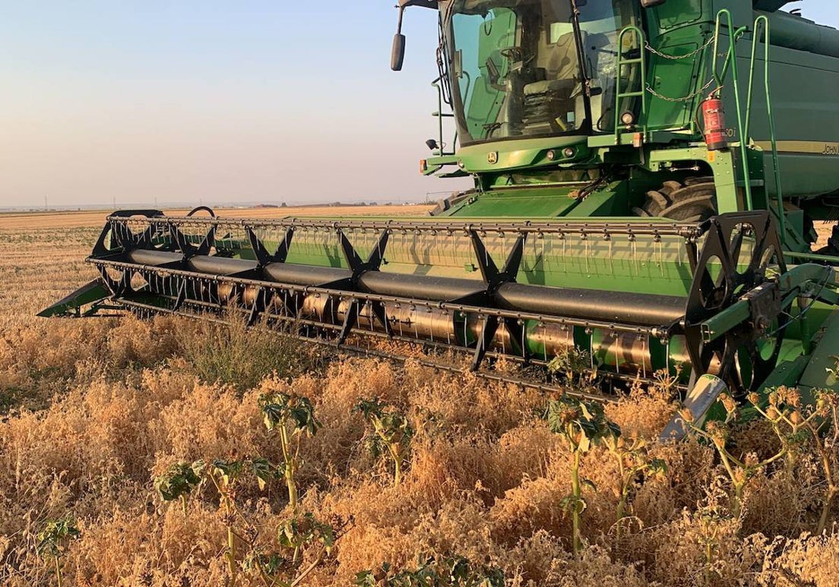 Una cosechadora trabajando en una tierra de garbanzos en la comarca de La Armuña.