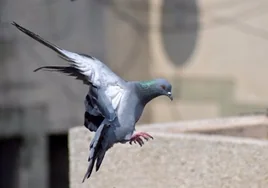 El infalible truco para ahuyentar a las palomas del balcón