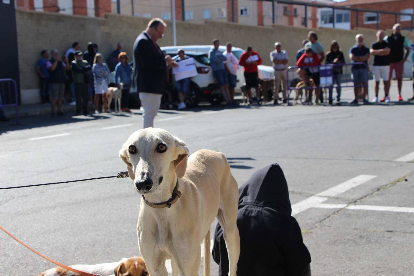 El galgo español más perfecto se cita en Peñaranda