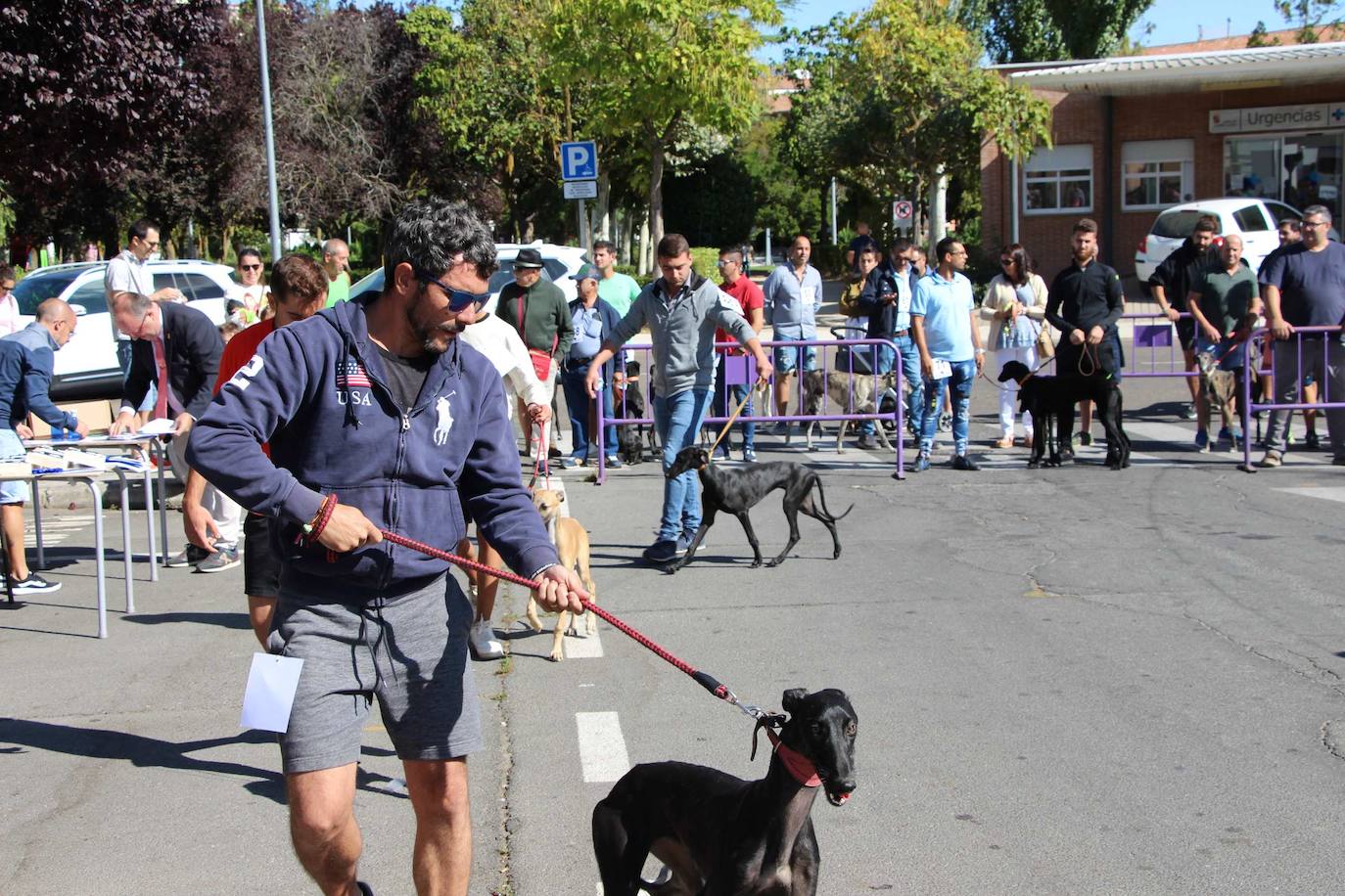 El galgo español más perfecto se cita en Peñaranda