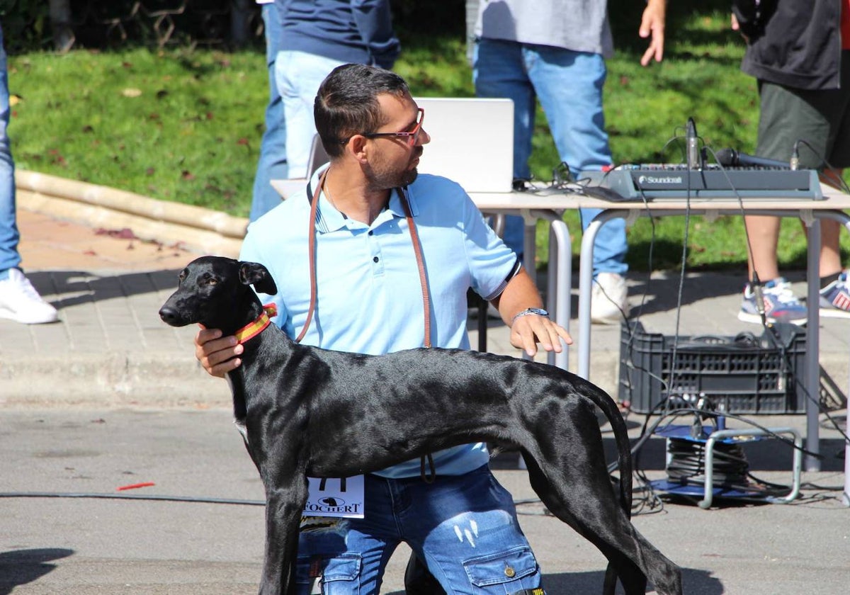 El galgo español más perfecto se cita en Peñaranda