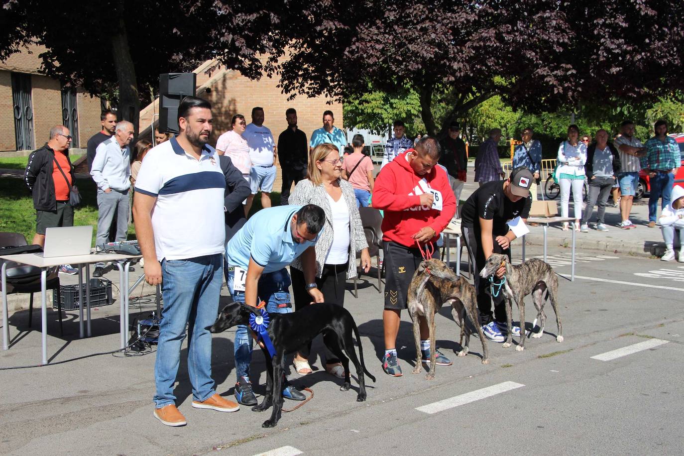 El galgo español más perfecto se cita en Peñaranda