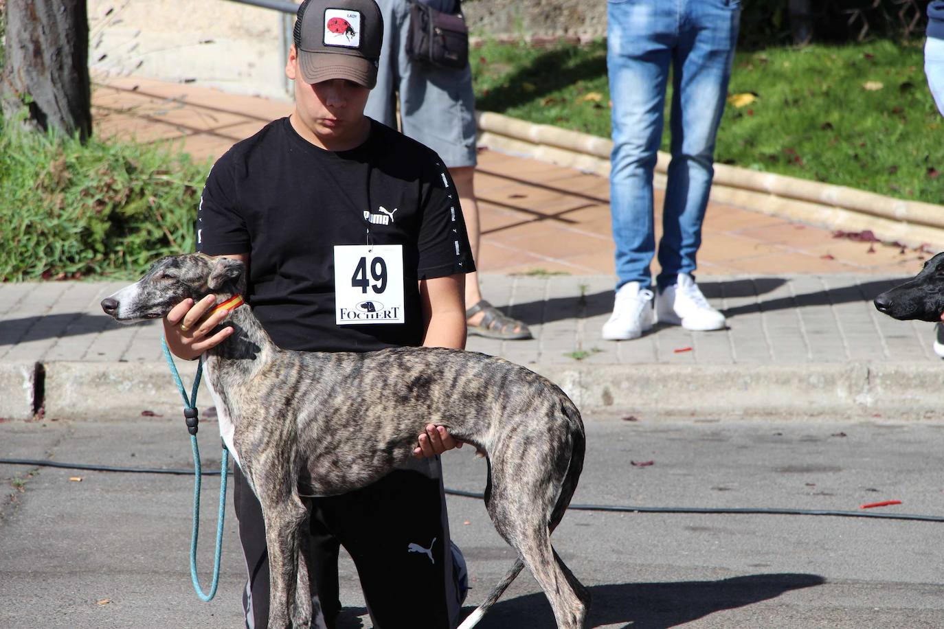 El galgo español más perfecto se cita en Peñaranda