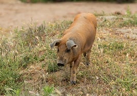Lechón ibérico alimentado con piensos Natiber.