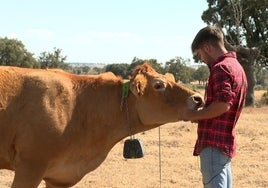 Jesús Rodríguez junto a una de sus vacas, que lleva el collar que funciona con energía solar.