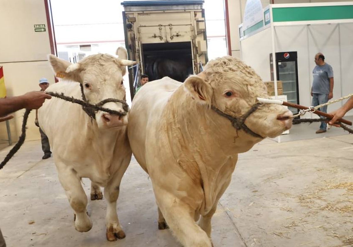 Llegada de algunos animales a Salamaq