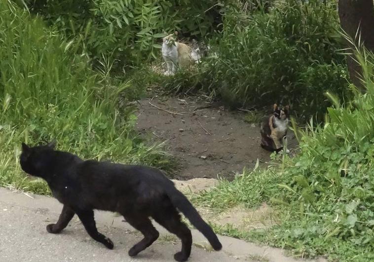Los vecinos de un pueblo zamorano denunciados por «destrozar gatos» con perros y escopetas