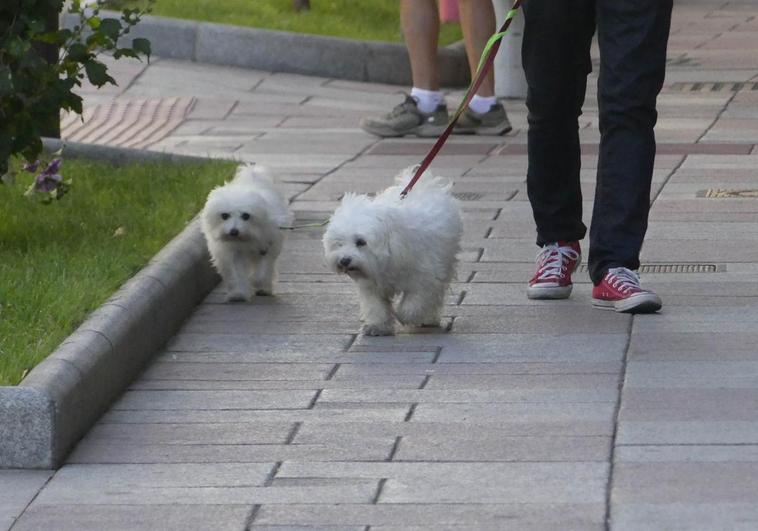 La importante multa que puedes recibir por no tener asegurado a tu perro